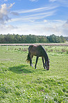 Beautiful horse in Denmark - wonder of nature