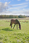 Beautiful horse in Denmark - wonder of nature
