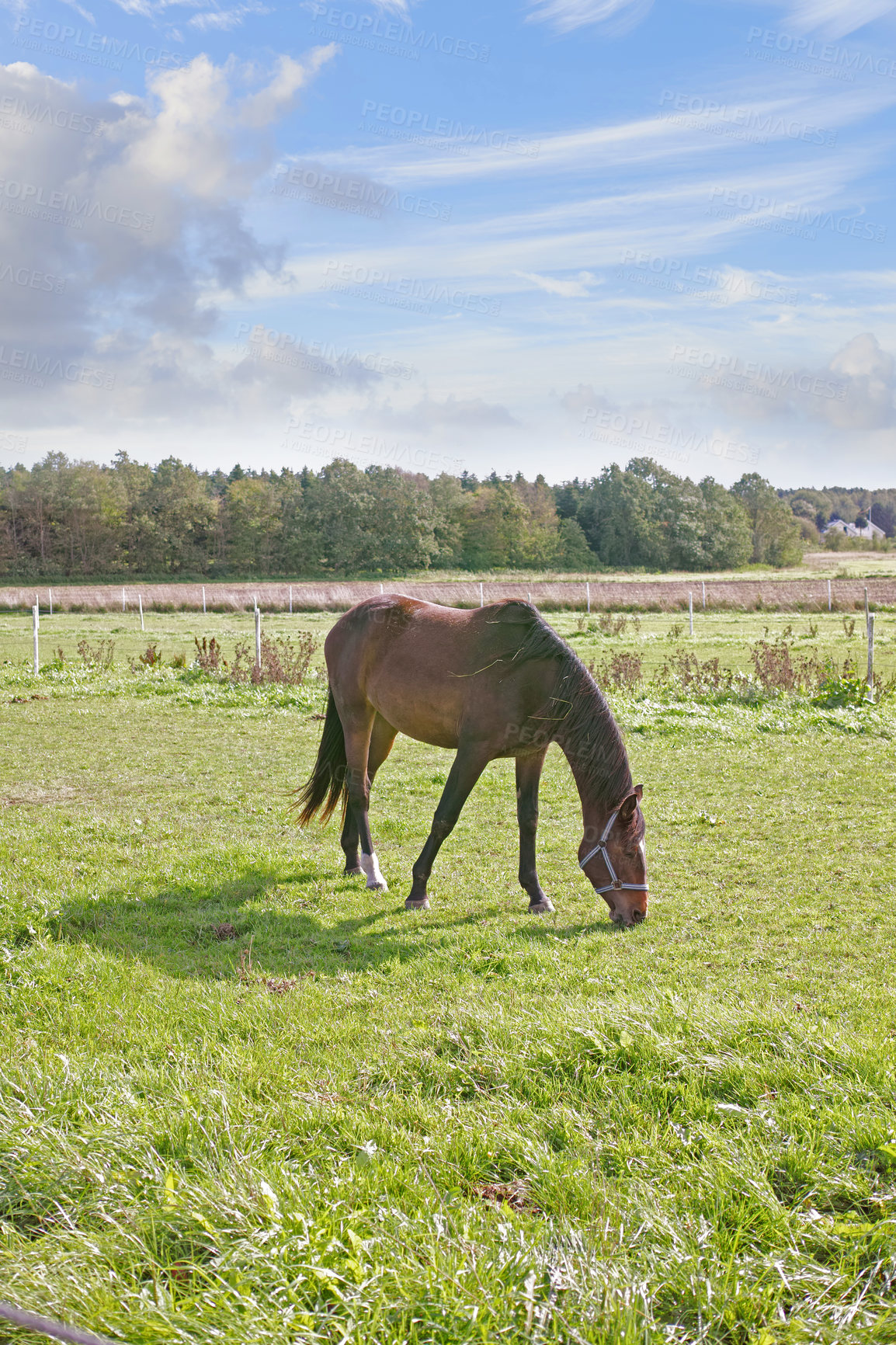 Buy stock photo Beautiful horse - in natural setting