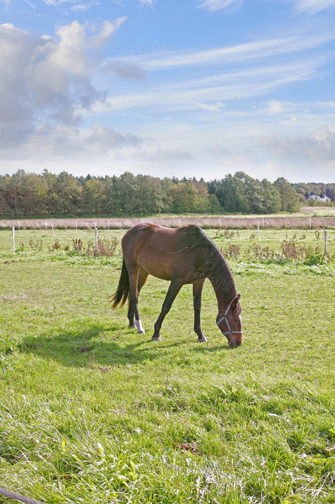 Buy stock photo Countryside, eating grass and horse at farm ranch for agriculture, landscape and healthy livestock at pasture. Equine, field and animal grazing outdoor in nature for nutrition with fence at paddock