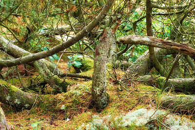 Buy stock photo Green forest with lush bushes, moss and grass. Beauty in nature with calming leafy patterns in a rainforest or jungle. Outdoor soothing ambience, quiet, peaceful zen undisturbed nature in harmony