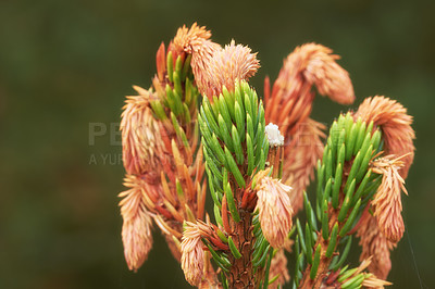 Buy stock photo Closeup of new budding pine tree needles growing on fir or cedar trees, isolated against a bokeh background with copy space. Remote resin coniferous forest in nature getting ready for harvest season