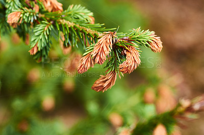 Buy stock photo Closeup of Sitka spruce growing in a quiet, zen pine forest with a blurry background and copyspace. Zoom in on details and patterns of pine needles on a branch, soothing peaceful harmony nature
