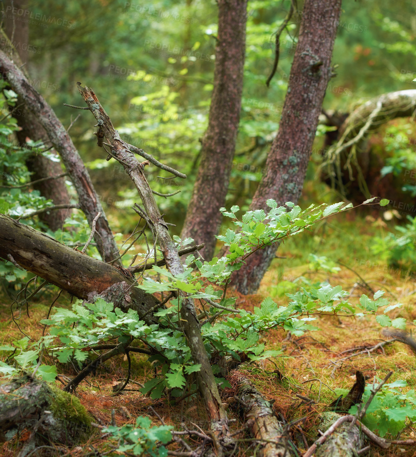 Buy stock photo Green forest with lush bushes, moss and grass. Beauty in nature with calming leafy patterns in a rainforest or jungle. Outdoor soothing ambience, quiet, peaceful zen undisturbed nature in harmony