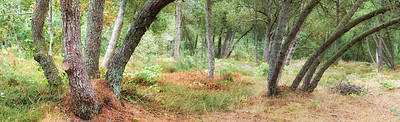 Buy stock photo Green wild pine forest with lush bushes trees. Beauty in nature with calming leafy patterns in the woods or a jungle. Outdoor soothing ambience, quiet, peaceful zen undisturbed nature in harmony 