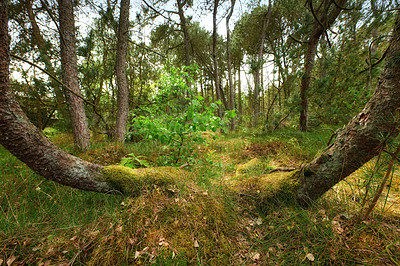 Buy stock photo Landscape of a wild trees in a pine forest at a beautiful secluded location. Nature hiking scenery of curling tree trunks with lots of green plants and bushes in an eco friendly environment