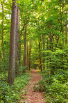 Danish forest in springtime