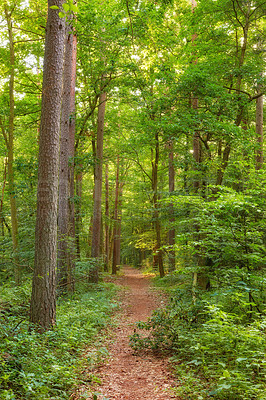 Buy stock photo Hardwood forest uncultivated - DenmarkA photo of green and lush forest in springtime