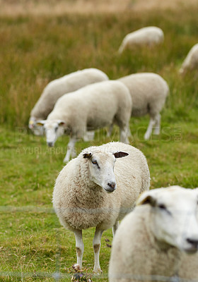 Buy stock photo Group of sheep standing together and grazing on a farm pasture. Hairy, wool animals eating green grass in remote countryside farmland and agriculture estate. Raising livestock for clothing industry