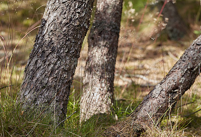 Buy stock photo Closeup of fir, cedar or pine trees growing in quiet woods in Norway. Green coniferous forest in remote countryside forest. Environmental nature conservation in serene, calm, peaceful, tranquil area