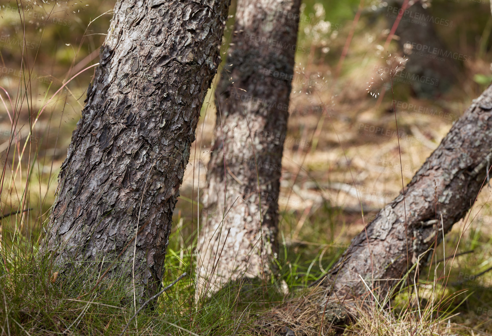 Buy stock photo Closeup of fir, cedar or pine trees growing in quiet woods in Norway. Green coniferous forest in remote countryside forest. Environmental nature conservation in serene, calm, peaceful, tranquil area