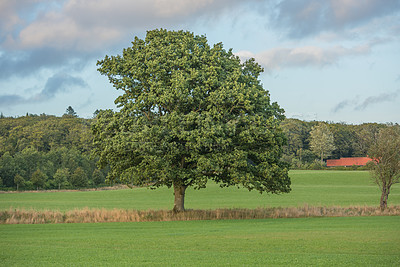 Buy stock photo A big Oregon white oak tree growing in undisturbed countryside during summertime. Beautiful leaf patterns in a soothing, calming forest. Nature in quiet harmony in a peaceful, soothing, zen park