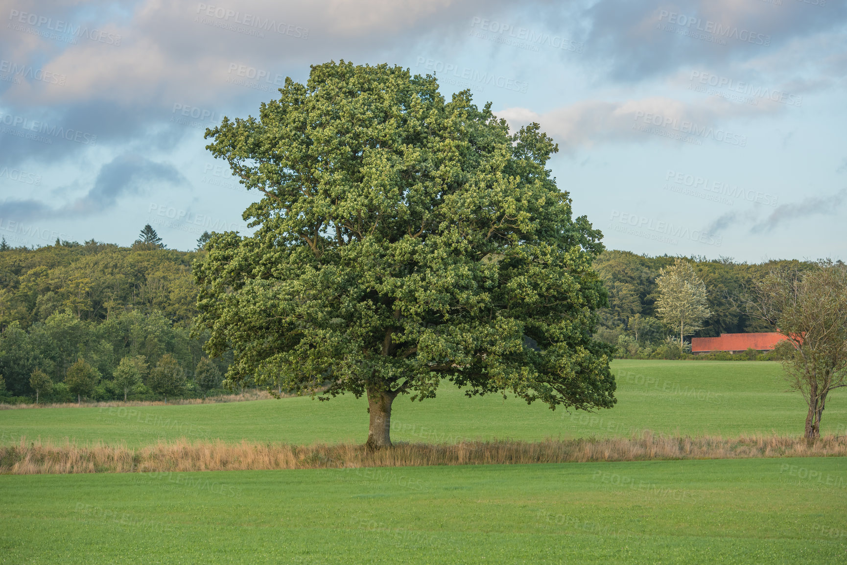 Buy stock photo A big Oregon white oak tree growing in undisturbed countryside during summertime. Beautiful leaf patterns in a soothing, calming forest. Nature in quiet harmony in a peaceful, soothing, zen park