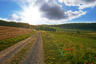 Buy stock photo Beautiful landscape of a farm with a path at sunrise with a cloudy blue sky. Large endless land with lush green grass and red flowers growing. A hill with bright sun shining in the background 