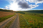 Hardwood forest - Denmark