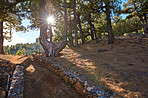 Pine forest in the mountaions of  La Palma