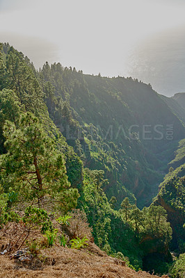 Buy stock photo Scenic view of lush green forest in the mountains of La Palma, Canary islands in Spain. Tall Pine trees growing in a silent forest of zen. Nature at harmony with silent, soothing ambience