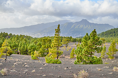 Buy stock photo Background, earth and mountain with trees on volcanic location of Cumbre Nueva in La Palma, Spain. Environment, lava landscape and valley outdoor in nature for sightseeing, tourism or travel