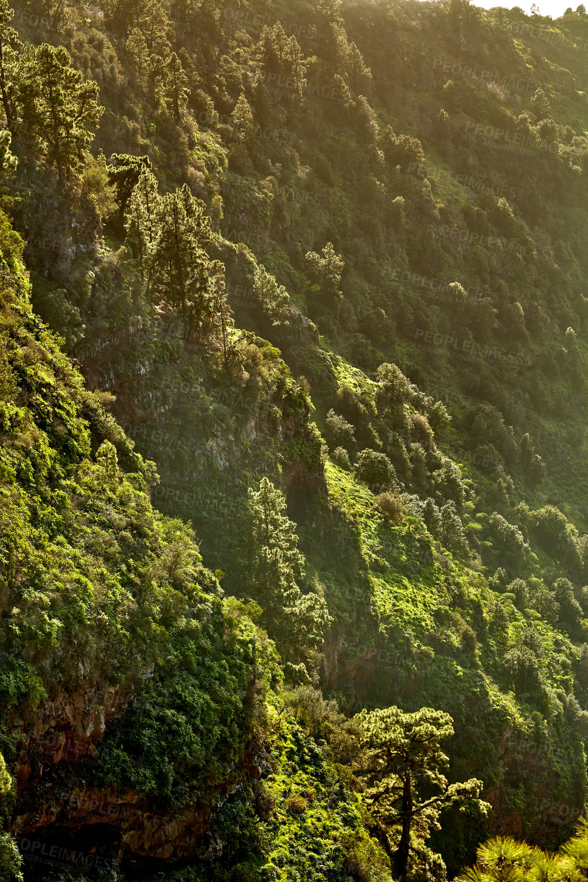 Buy stock photo Beautiful scenic view of lush green forest in the mountains of La Palma, Canary islands in Spain. Tall Pine trees growing in a silent forest of zen. Nature at harmony with silent, soothing ambience 