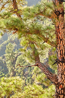 Buy stock photo Closeup of a pine tree in the jungle during the summer season. Wild nature landscape with details of an old trunk in the woods or forest mountain near La Palma, Canary Islands, Spain