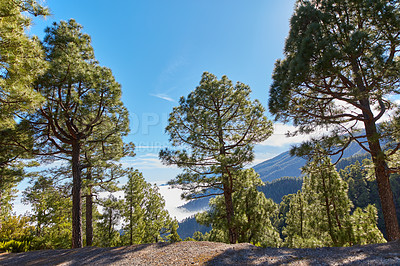 Buy stock photo Pine forest in the mountains against a bright blue sky in Spain. Evergreen coniferous boreal woodland in rural countryside hills on a sunny day in La Palma on the Canary Islands with copy space