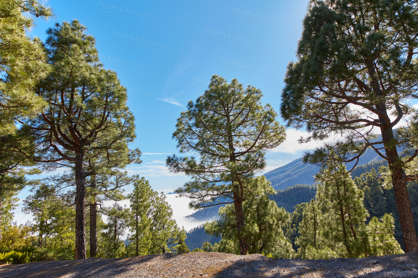 Buy stock photo Pine forest in the mountains against a bright blue sky in Spain. Evergreen coniferous boreal woodland in rural countryside hills on a sunny day in La Palma on the Canary Islands with copy space