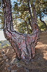 Pine forest in the mountaions of  La Palma