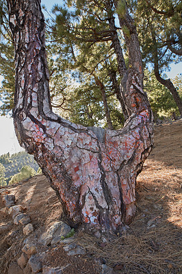 Buy stock photo Beautiful Pine forests in the mountains of La Palma, Canary Islands, Spain. Big unique tree growing outdoors in nature on a hillside on a summer day. Scenic landscape with plants and tree