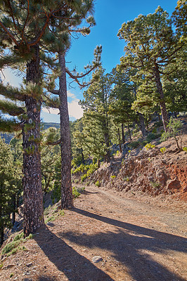 Buy stock photo Hiking trail in a pine forest mountain with a blue sky on a sunny day. Beautiful landscape of green lush trees and a rocky walkway or path in nature, La Palma, Canary Islands, Spain