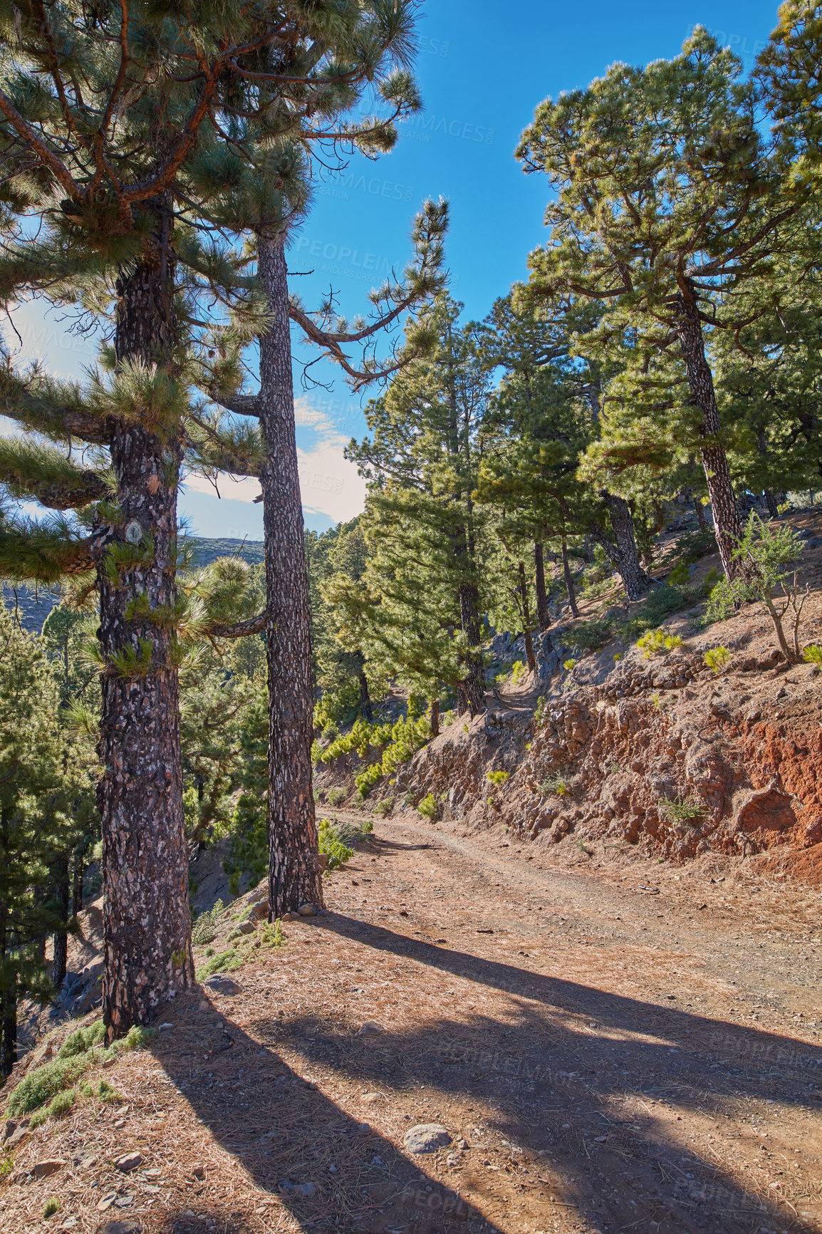 Buy stock photo Hiking trail in a pine forest mountain with a blue sky on a sunny day. Beautiful landscape of green lush trees and a rocky walkway or path in nature, La Palma, Canary Islands, Spain