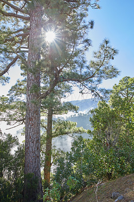 Buy stock photo Landscape of fir, cedar, pine trees growing in quiet sunny woods. Green coniferous forest in remote countryside mountains, hills in La Palma, Canary Islands, Spain. Environmental nature conservation