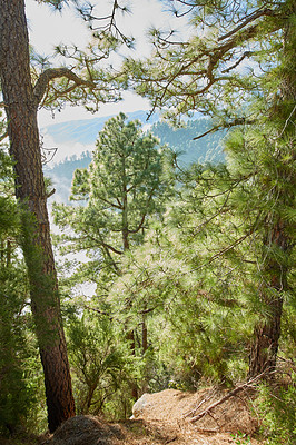 Buy stock photo Beautiful landscape of Pine forests in the mountains of La Palma, Canary Islands, Spain. Amazing outdoors or nature with vibrant green trees on a summer day. Peaceful and scenic land 