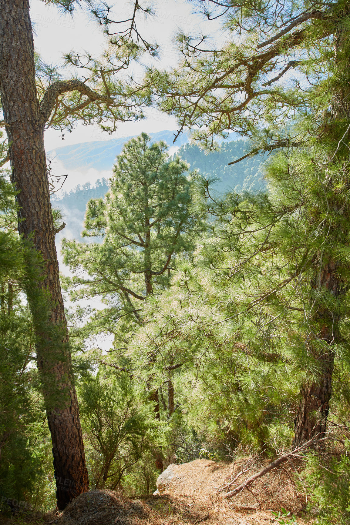 Buy stock photo Beautiful landscape of Pine forests in the mountains of La Palma, Canary Islands, Spain. Amazing outdoors or nature with vibrant green trees on a summer day. Peaceful and scenic land 