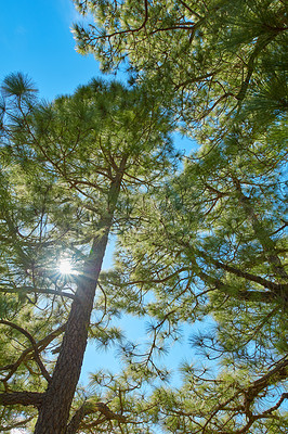 Buy stock photo Low angle of pine trees in a forest against a bright blue background with a sun flare. Tall coniferous evergreen plants in boreal woods with sunshine in Spain. Peaceful nature scene in Canary Islands