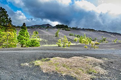 Buy stock photo Landscape view of fir, cedar or pine trees growing in ash on volcanic mountain of La Palma, Canary Islands, Spain. Green environmental nature conservation, coniferous forest in remote, dry, arid area