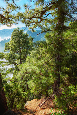 Buy stock photo Beautiful Pine forests on mountain hill with blue sky background at La Palma, Canary Islands, Spain. Landscape of lush bright green outdoors on a summer day. Peaceful land with blue sky background