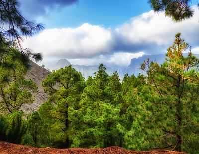Buy stock photo Pine tree forest with a blue cloudy sky in autumn. Landscape of a hill overlooking a green environment. Wild discovery and exploration in nature in the mountains of La Palma, Canary Islands, Spain