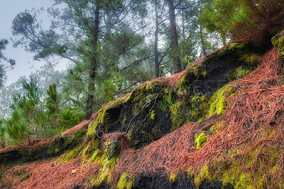 Buy stock photo Landscape view of fir, cedar or pine trees growing in quiet forest in La Palma, Canary Islands, Spain. Environmental nature deforestation and cultivation of resin plants in remote coniferous woods