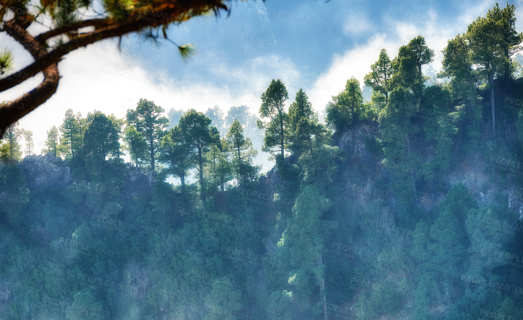 Buy stock photo Landscape of a pine tree forest in the mountain. Misty nature scenery with trees and lush green plants or bushes in an eco friendly environment on the mountains of La Palma, Canary Islands, Spain