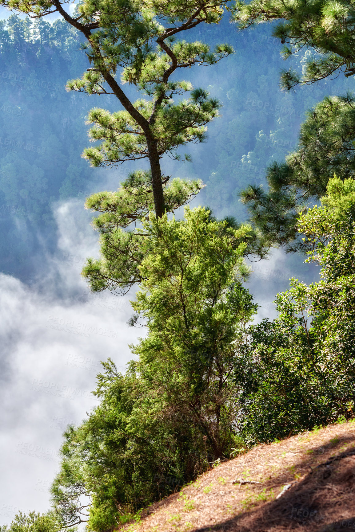 Buy stock photo Copyspace and scenic landscape of foggy pine forests in the mountains of La Palma, Canary Islands, Spain. Forestry with view of a steep hill covered in green vegetation and shrubs during summer