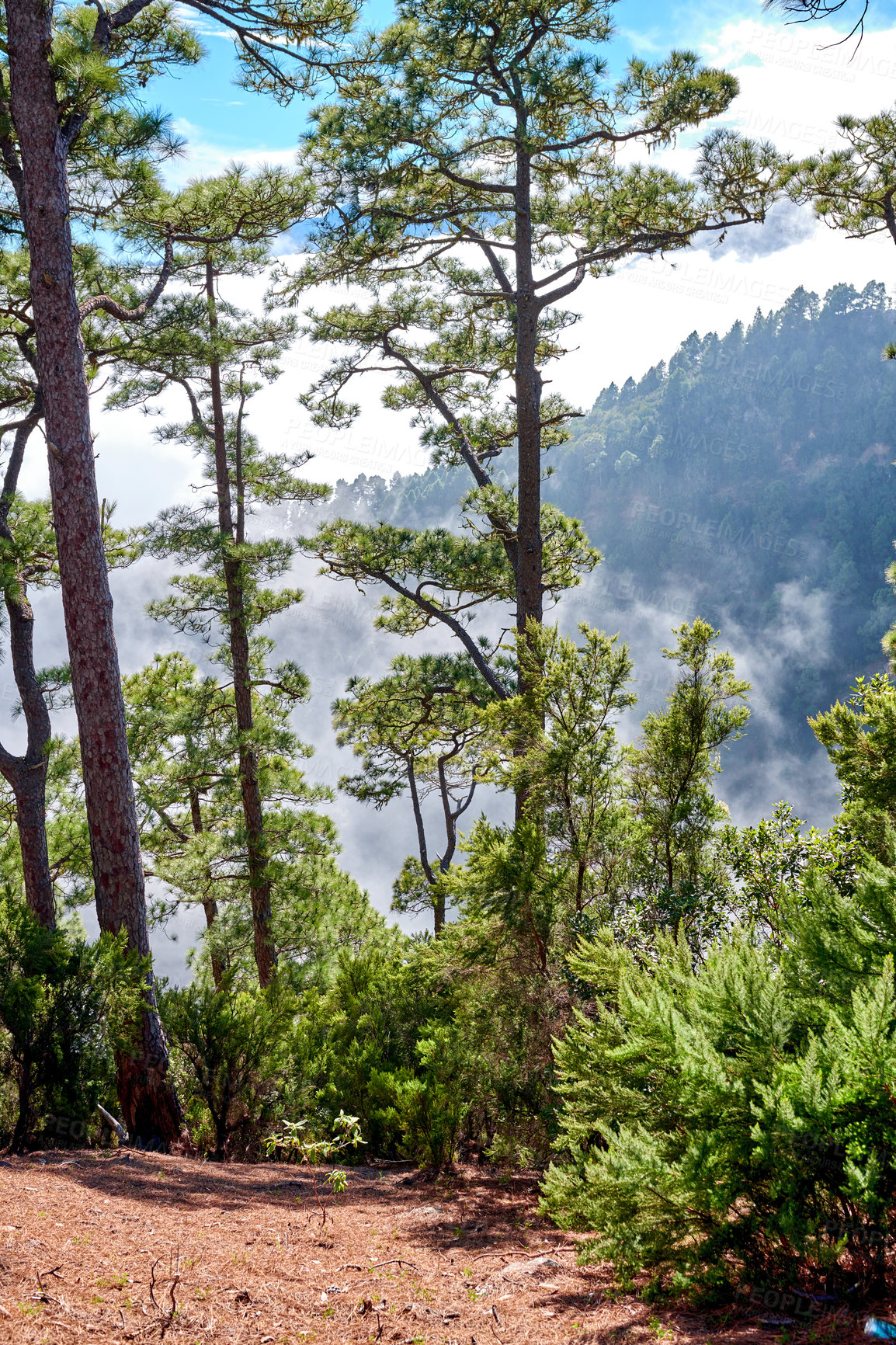 Buy stock photo Beautiful pine forest high up in the mountains of La Palma, Canary Islands, Spain. Scenic landscape with tall trees and lush green leaves in nature on a sunny summer day with clouds in the background