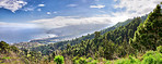 Pine forest in the mountaions of  La Palma