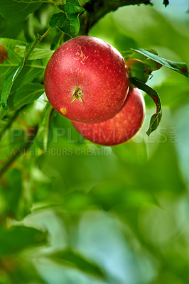 Buy stock photo An apple a day keeps the doctor away