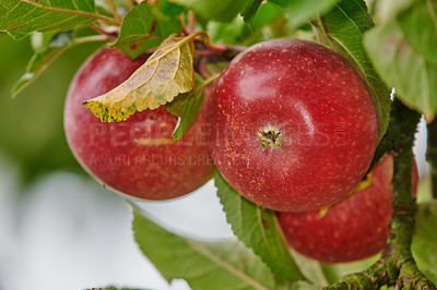 Buy stock photo An apple a day keeps the doctor away