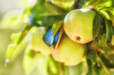 Buy stock photo Agriculture, apples or harvest closeup on tree for growth or sustainable farming in countryside. Nature, orchard or healthy food for fresh organic produce or natural fruits for nutrition or fiber