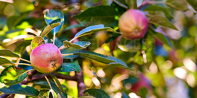 Buy stock photo Agriculture, apples or fruit growth on tree with leaves or sustainable farm in countryside. Nature, orchard or healthy food for farming organic produce or natural fiber for nutrition or gardening