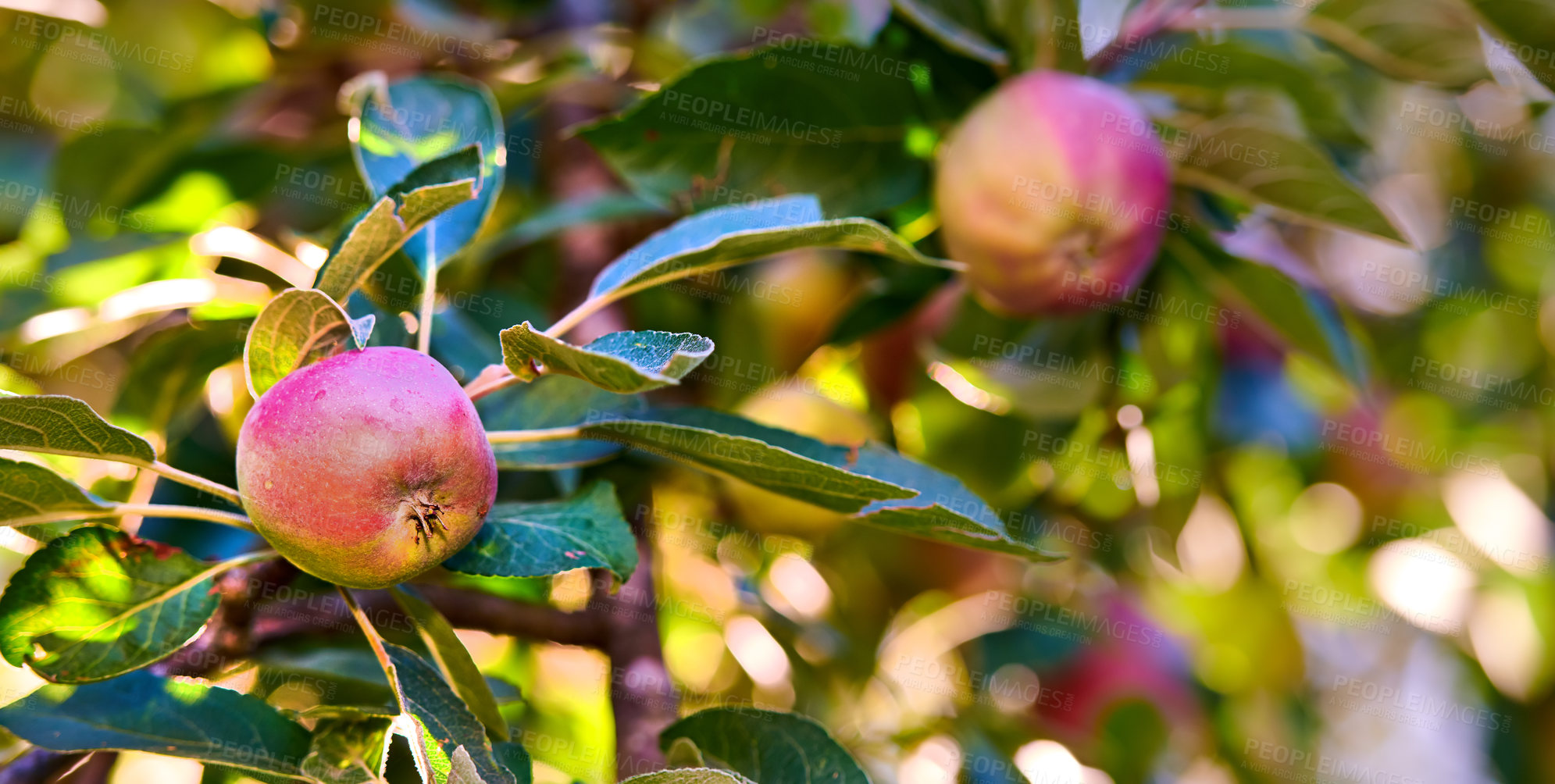 Buy stock photo An apple a day keeps the doctor away