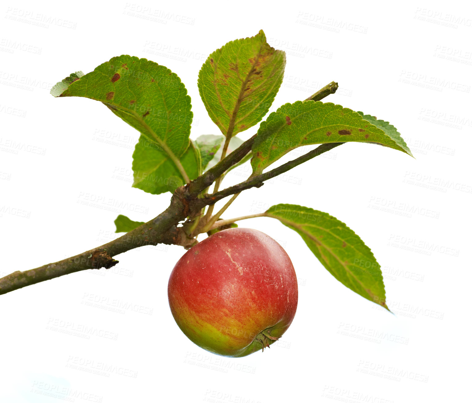 Buy stock photo A photo of Red apples on apple tree branch