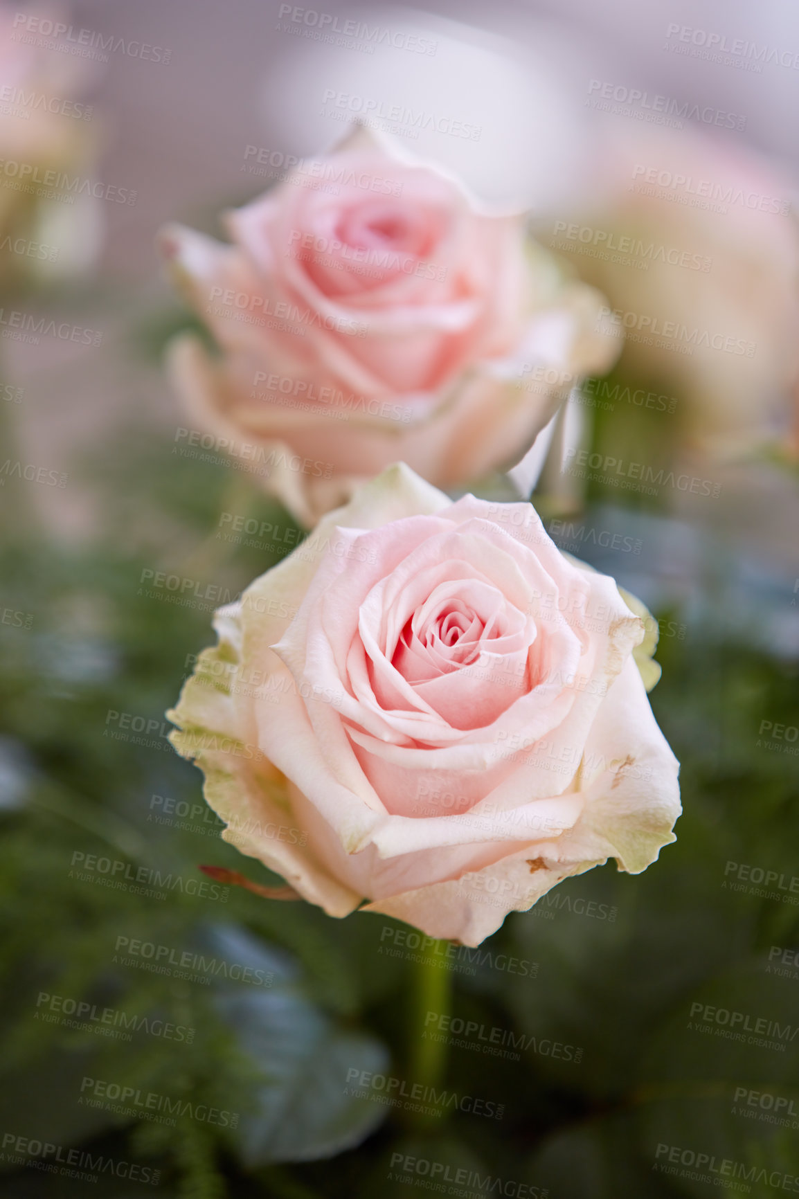 Buy stock photo A beautiful red and pink roses in a vase