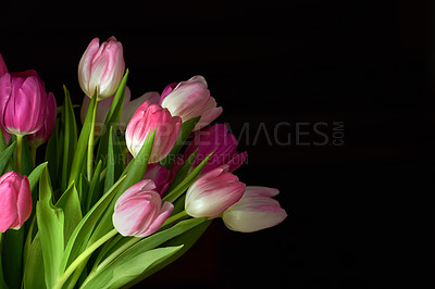 Buy stock photo Copy space with a bunch of tulip flowers against a black studio background. Closeup of beautiful flowering plants with pink petals blooming and blossoming. Pretty bouquet to gift for valentines day